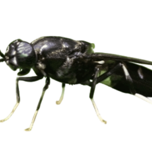 Photoroom-20251103_134724 1